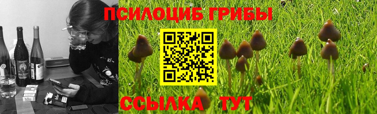 Галлюциногенные грибы Cubensis  Псилоцибиновые грибы мицелий  Серпухов  Вход с VPN 